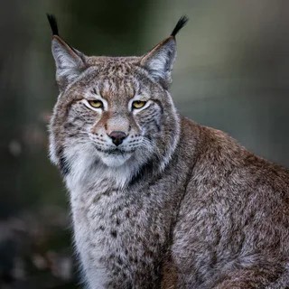 Это была рысь?⁠⁠