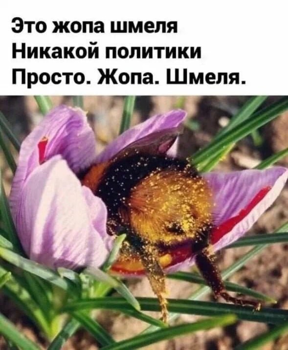 Картинки для деградации 255 (разной степени свежести)