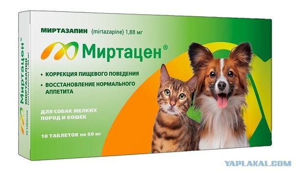 Кисятина состарилась