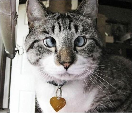 Коты теперь продаются в продуктовом магазине