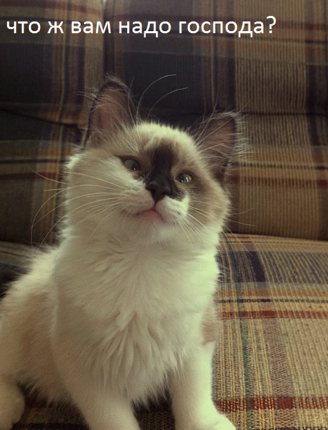 Глуповатый и одновременно смешной котенька)))