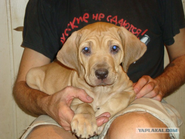 Как мы собаку внезапно завели