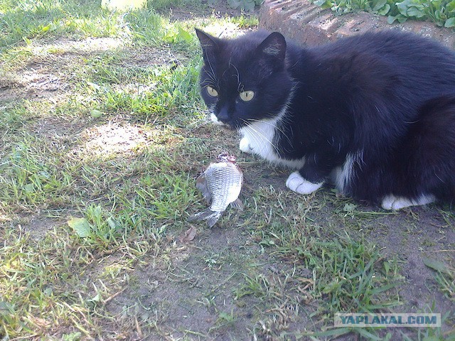 Котовторник 27.5.2014