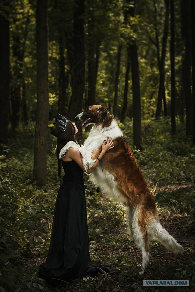 Собачки: русская борзая