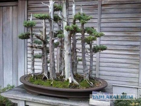 Могучие, многолетние деревья.