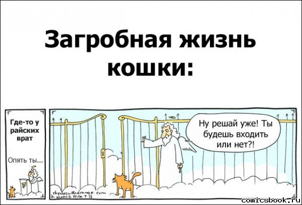 Умер обслуженый кот