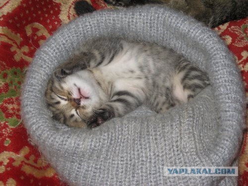 Котовторник