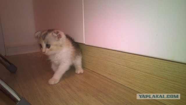 Котовторник 15-09-2015 !