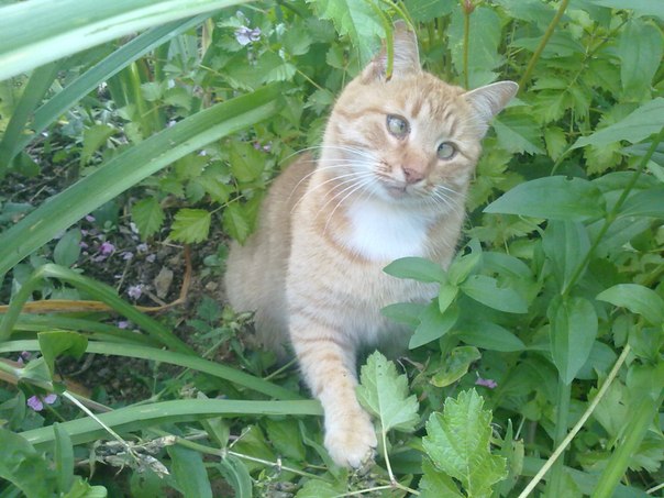 Котовторник  01.03.2016