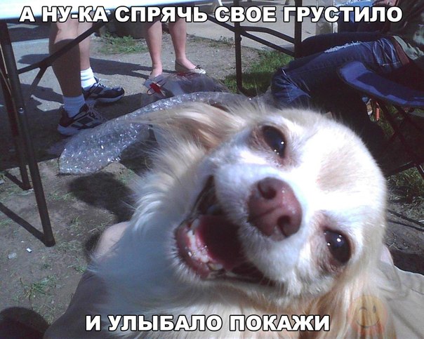 Мохнатые беспредельщики