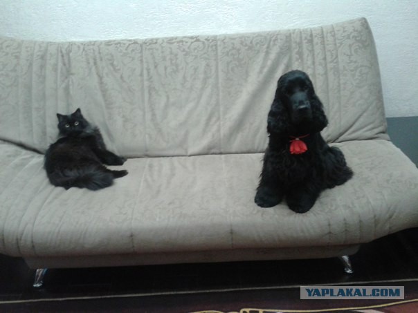 Собакочетверг или как я завел барбосов!