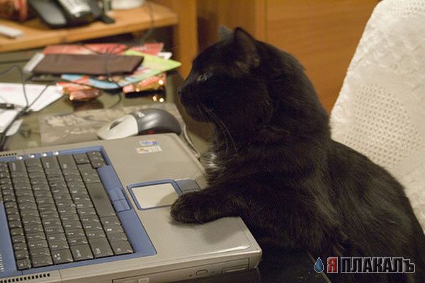 Котомет на вторник!