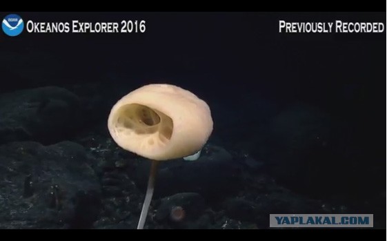 Началась онлайн-трансляция происходящего в самом глубоком месте Земли