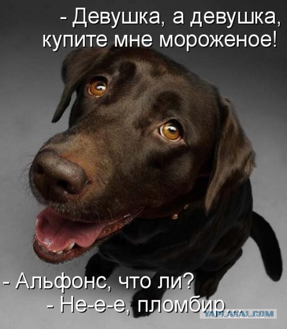 Подборка забавных животных