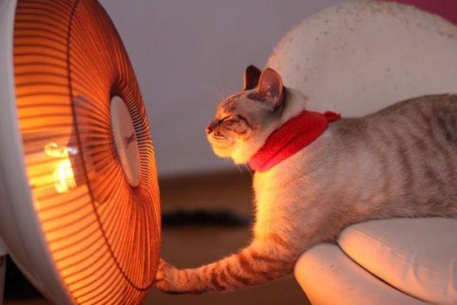 Коты и Кошки