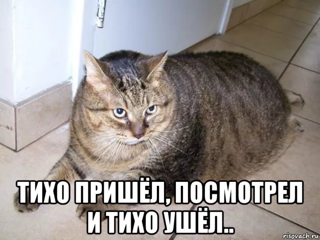 "Драка" толстых котов