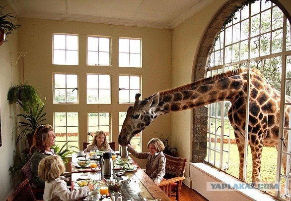 15 малоизвестных фактов о жирафах!