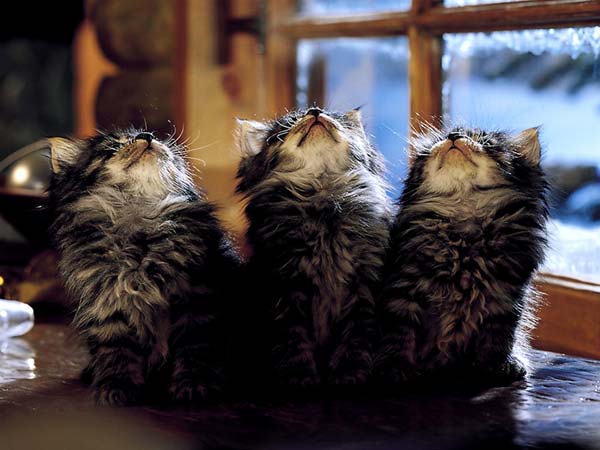 Котовторник  на  ЯПлакалъ