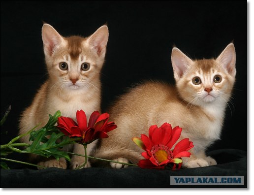 Котовторник (24.03)