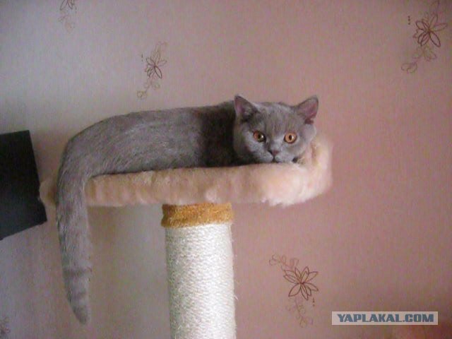 Котовторник 1.11.11