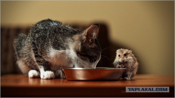 Котовторник 27.12.11