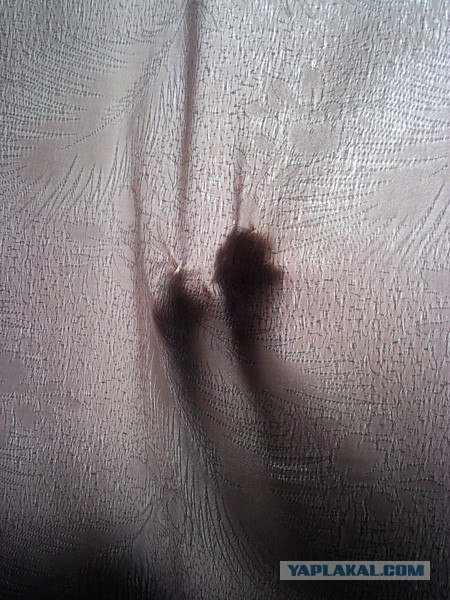 Девочка и ее кот