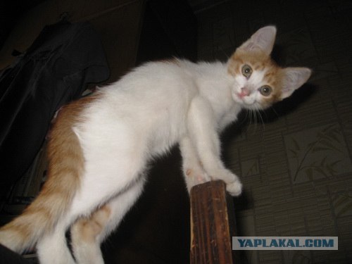 Котовторник 07.08.2012