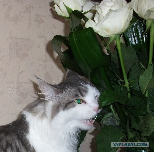 Котовторник  21.08.12