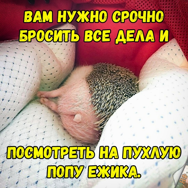 Прикольные картинки абавсём