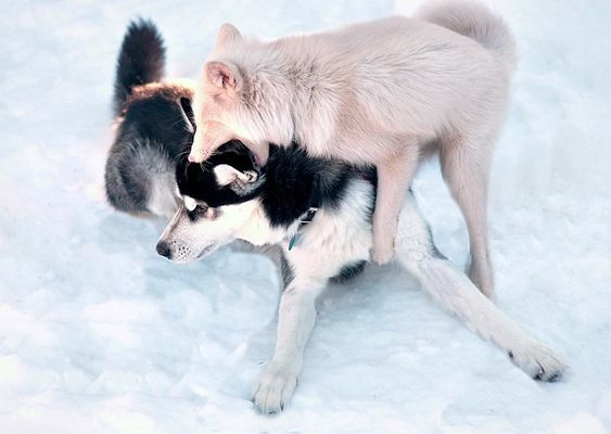 Живность из сети