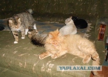 Котовторник. Добавляйте своих