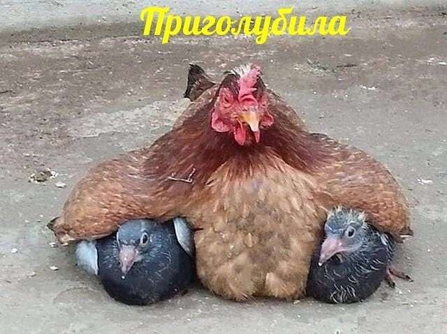 Так себе картинки 30.07.21