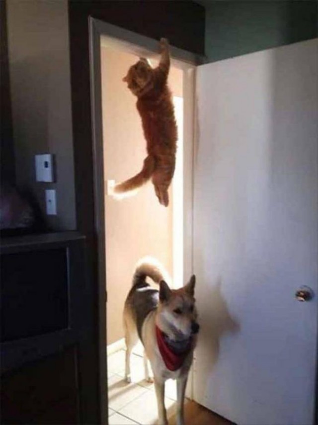 Кота никто не видел?