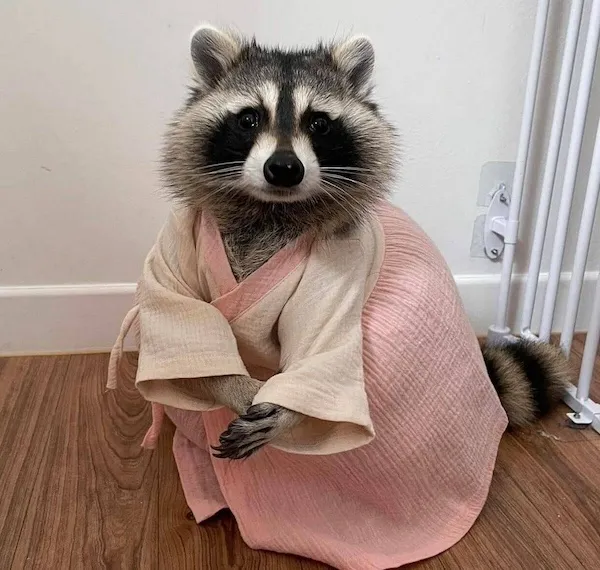 ФотоВинегрет