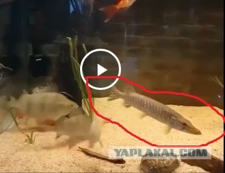 Золотые рыбки это так мило…
