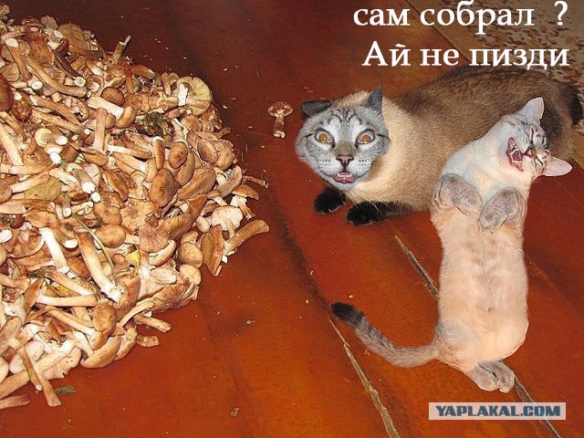 Не всем грибы одинаково полезны!