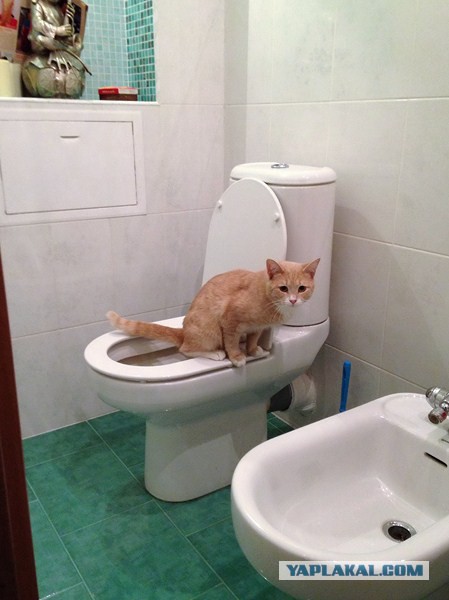 Как я кота к унитазу приучал