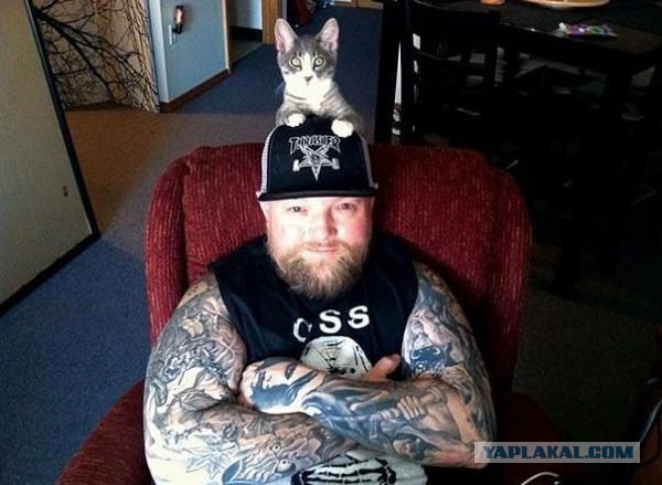 Байкерский котэ