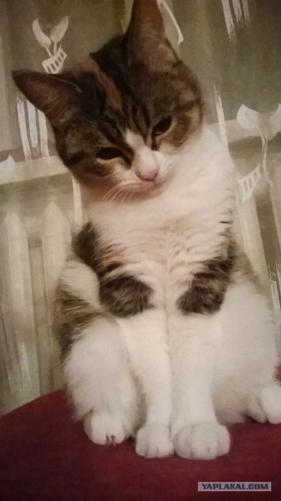 Котовторник 22.04.2014