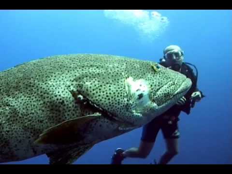 Клюнул карпик так себе ...