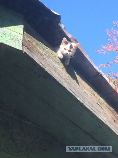 Котовторник 30.09.2014