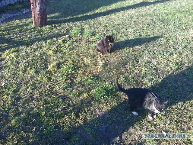 Котовторник 9.12.2014
