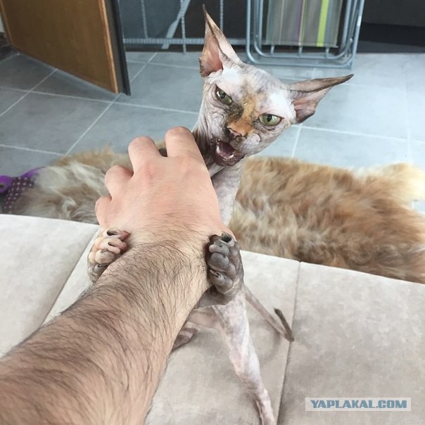 Кот. Просто кот