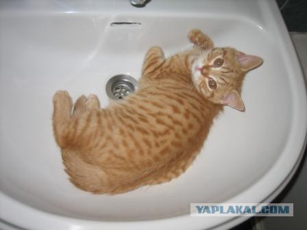 Котовторник