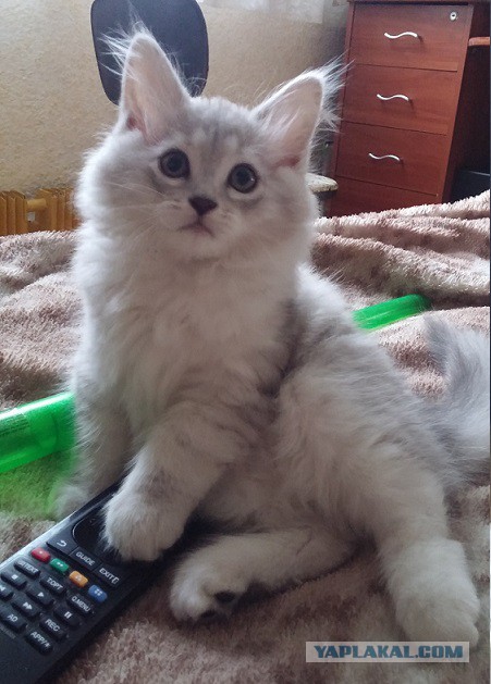Котовторник