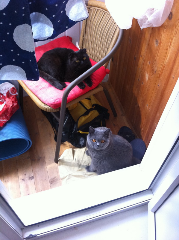 Котовторник 18.08.2015