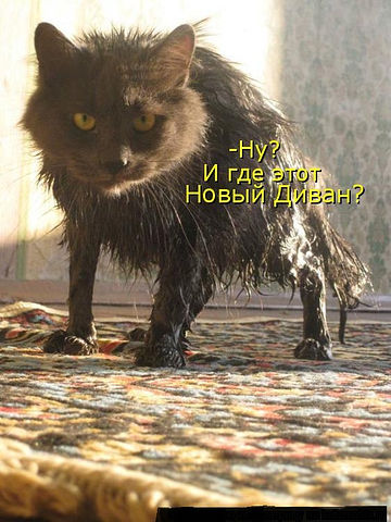 Страшнее кошки зверя нет!
