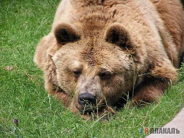 Все о МЕДВЕДЯХ