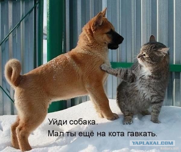 Котовторник
