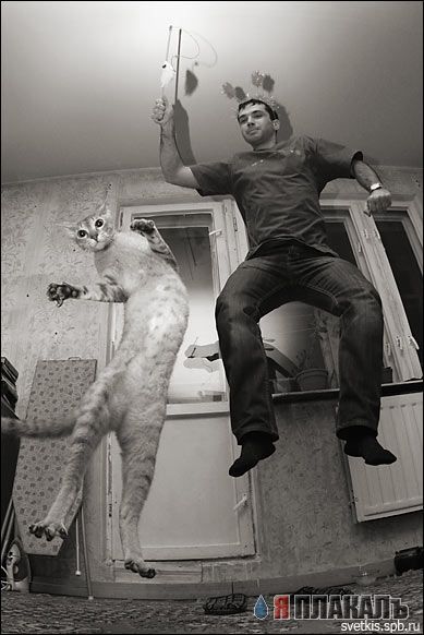 Коты, кошки, котята